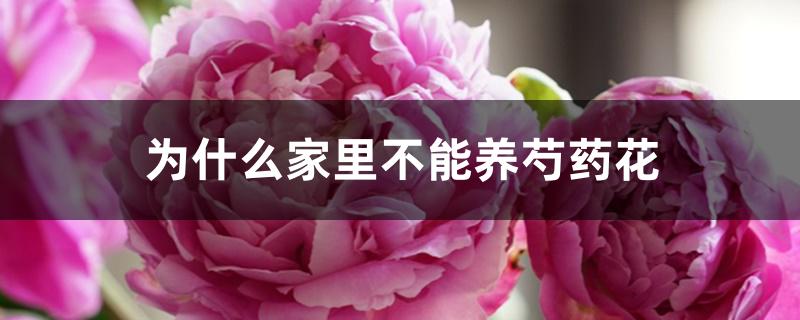 为什么家里不能养芍药花 为什么家里不能养芍药花