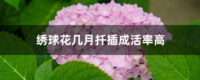 绣球花几月扦插成活率高 绣球花几月扦插成活率高