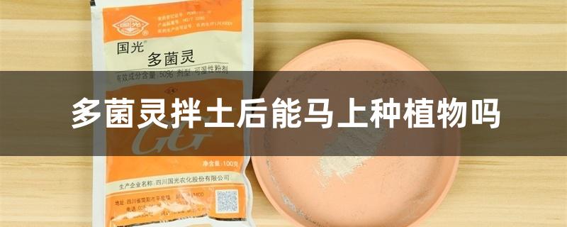 多菌灵拌土后能马上种植物吗 多菌灵拌土后能马上种植物吗