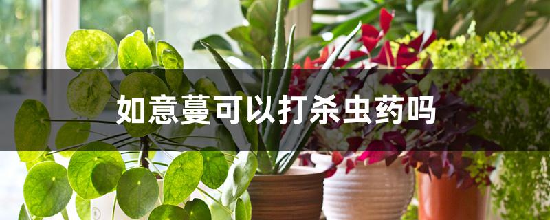 如意蔓可以打杀虫药吗 如意蔓可以打杀虫药吗