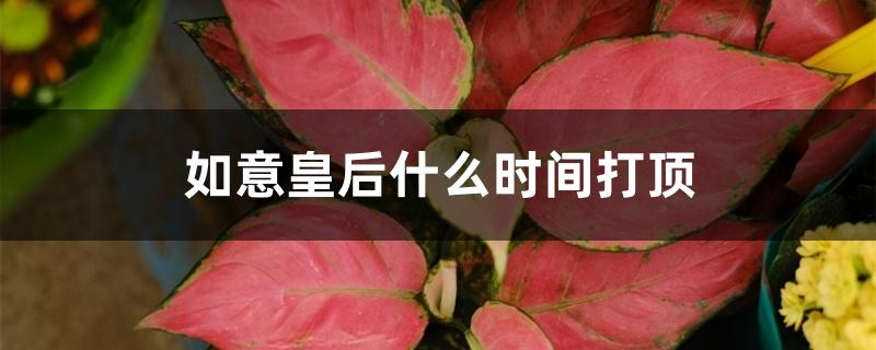 如意皇后什么时间打顶 如意皇后什么时间打顶