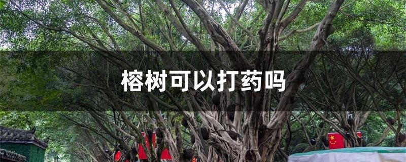榕树可以打药吗 榕树可以打药吗