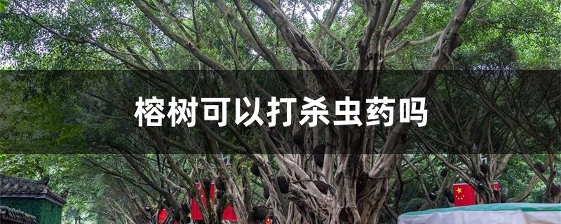 榕树可以打杀虫药吗 榕树可以打杀虫药吗