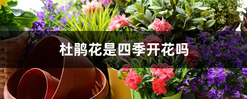 杜鹃花是四季开花吗 杜鹃花是四季开花吗