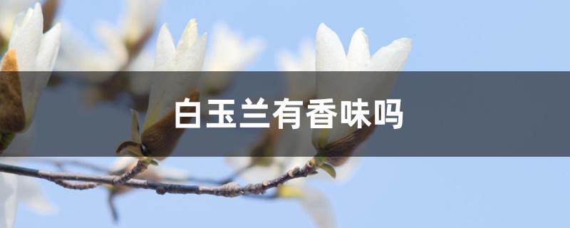 白玉兰有香味吗 白玉兰有香味吗