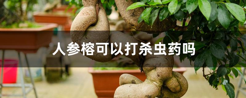 人参榕可以打杀虫药吗 人参榕可以打杀虫药吗