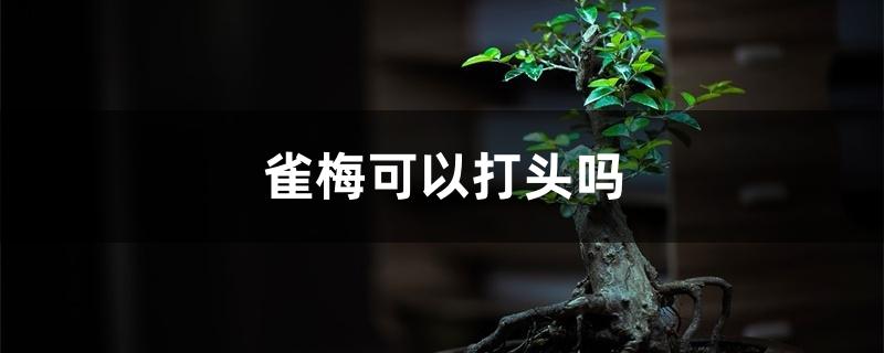 雀梅可以打头吗 雀梅可以打头吗