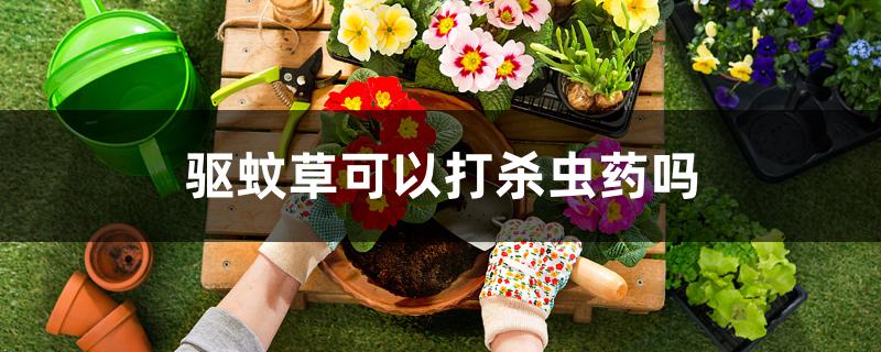 驱蚊草可以打杀虫药吗 驱蚊草可以打杀虫药吗
