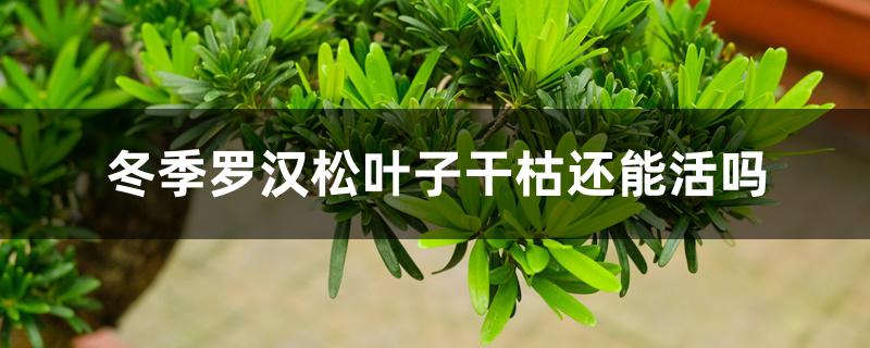 冬季罗汉松叶子干枯还能活吗 冬季罗汉松叶子干枯还能活吗