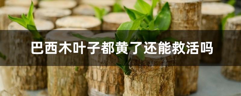 巴西木叶子都黄了还能救活吗 巴西木叶子都黄了还能救活吗