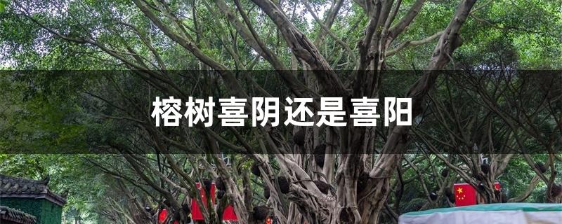 榕树喜阴还是喜阳 榕树喜阴还是喜阳
