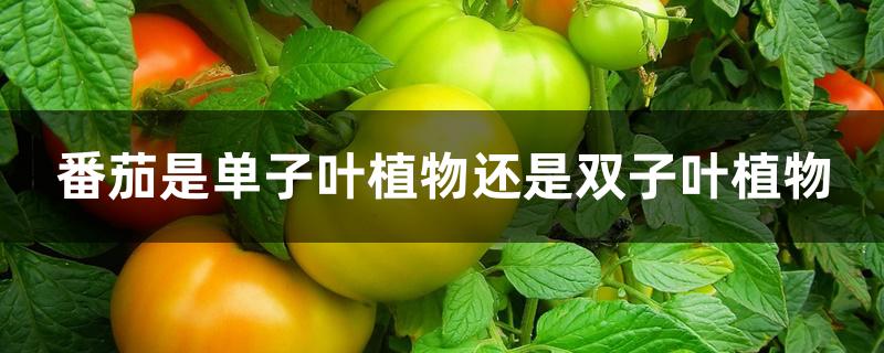 番茄是单子叶植物还是双子叶植物 番茄是单子叶植物还是双子叶植物