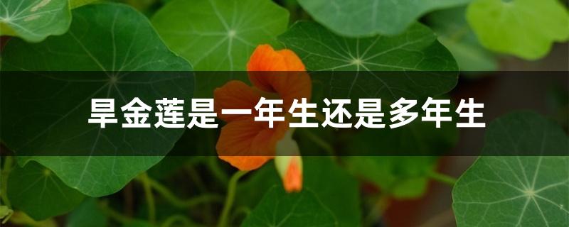 旱金莲是一年生还是多年生 旱金莲是一年生还是多年生