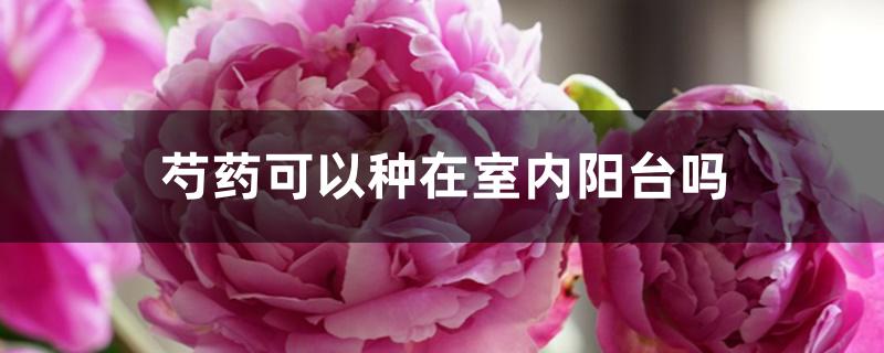 芍药可以种在室内阳台吗 芍药可以种在室内阳台吗