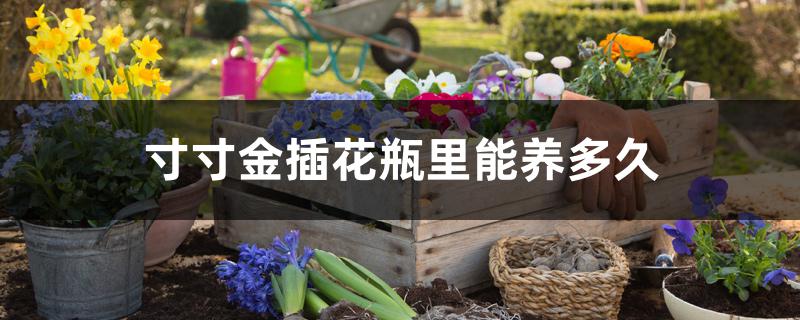 寸寸金插花瓶里能养多久 寸寸金插花瓶里能养多久