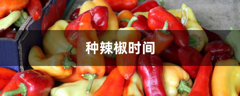 种辣椒时间 种辣椒时间