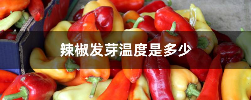 辣椒发芽温度是多少 辣椒发芽温度是多少
