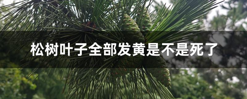 松树叶子全部发黄是不是死了 松树叶子全部发黄是不是死了