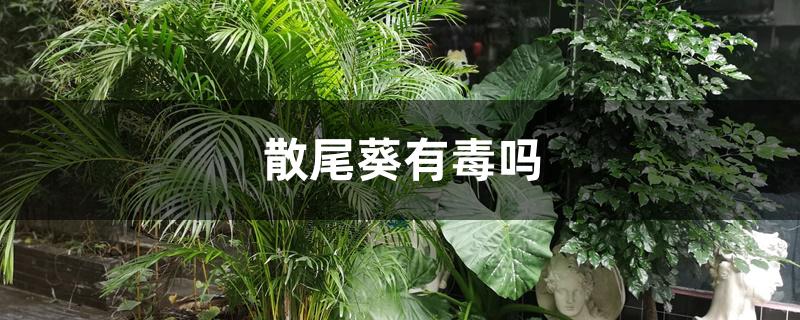 散尾葵有毒吗 散尾葵有毒吗