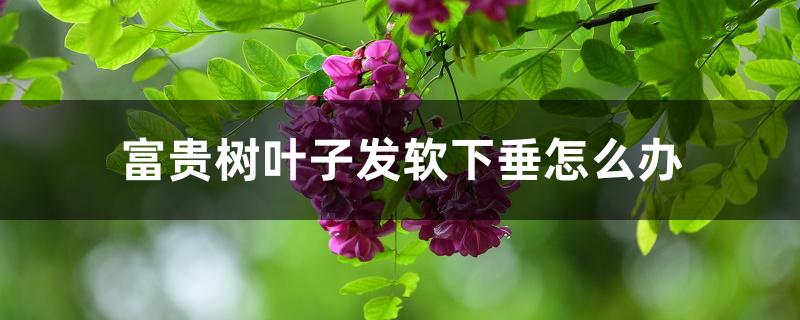 富贵树叶子发软下垂怎么办