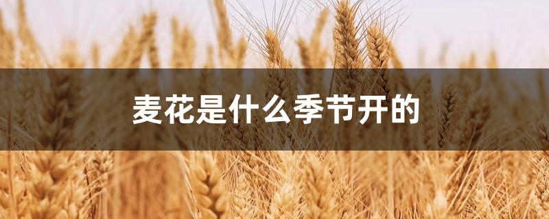麦花是什么季节开的 麦花是什么季节开的