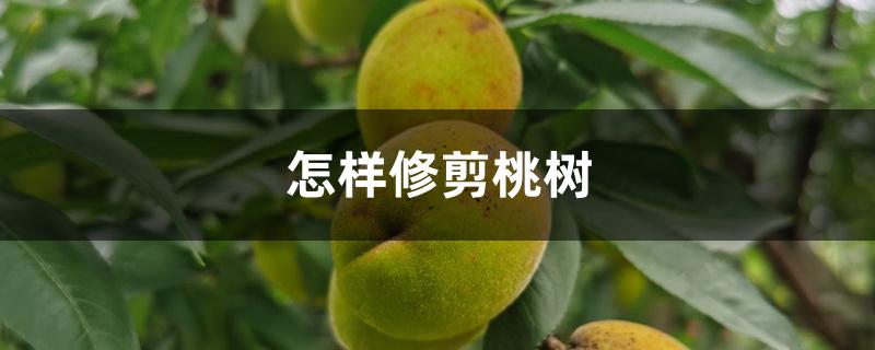 怎样修剪桃树 怎样修剪桃树