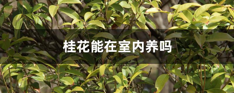 桂花能在室内养吗 桂花能在室内养吗