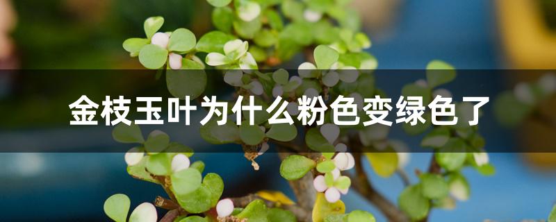 金枝玉叶为什么粉色变绿色了 金枝玉叶为什么粉色变绿色了