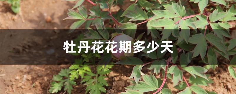 牡丹花花期多少天 牡丹花花期多少天