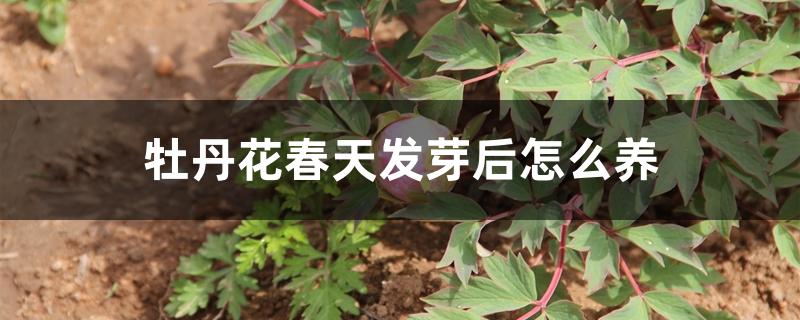 牡丹花春天发芽后怎么养