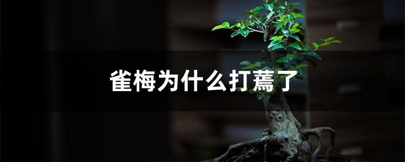 雀梅为什么打蔫了 雀梅为什么打蔫了