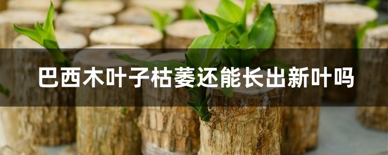 巴西木叶子枯萎还能长出新叶吗 巴西木叶子枯萎还能长出新叶吗