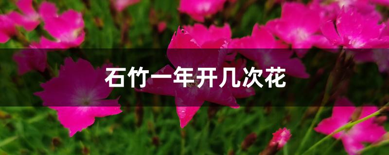 石竹一年开几次花