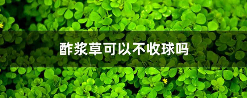 酢浆草可以不收球吗 酢浆草可以不收球吗