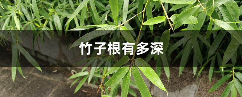竹子根有多深 竹子根有多深