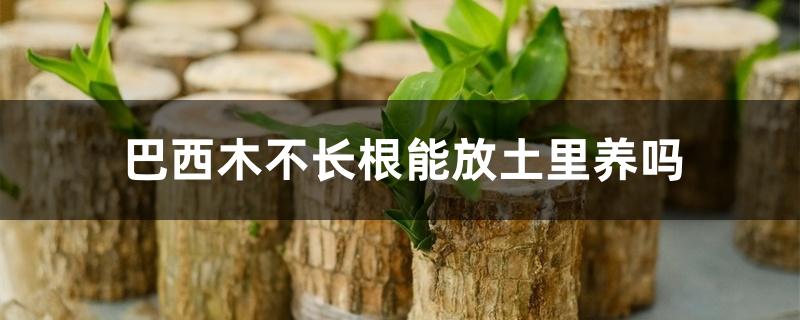 巴西木不长根能放土里养吗 巴西木不长根能放土里养吗