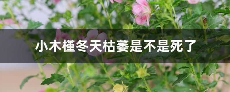 小木槿冬天枯萎是不是死了 小木槿冬天枯萎是不是死了