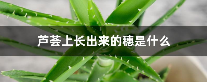 芦荟上长出来的穗是什么 芦荟上长出来的穗是什么