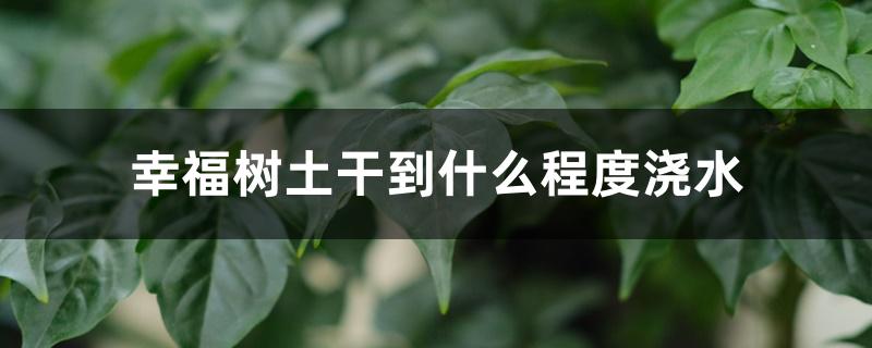 幸福树土干到什么程度浇水 幸福树土干到什么程度浇水