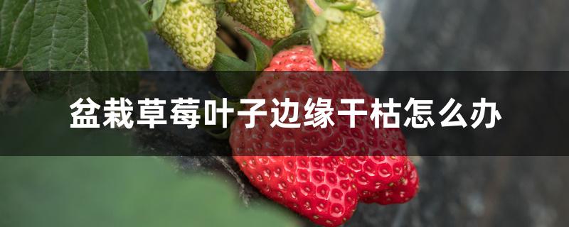 盆栽草莓叶子边缘干枯怎么办 盆栽草莓叶子边缘干枯怎么办