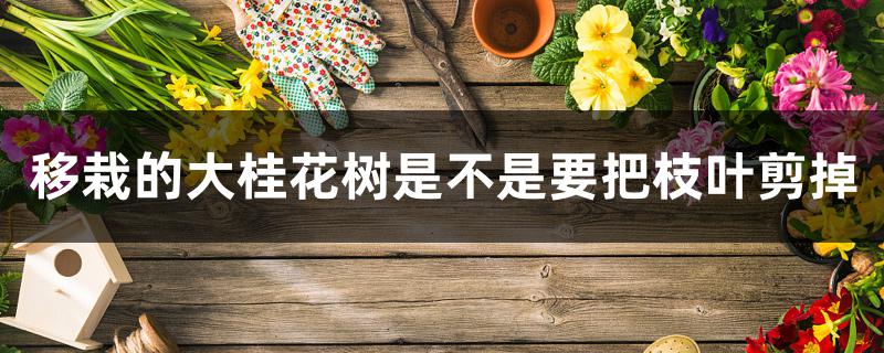 移栽的大桂花树是不是要把枝叶剪掉 移栽的大桂花树是不是要把枝叶剪掉