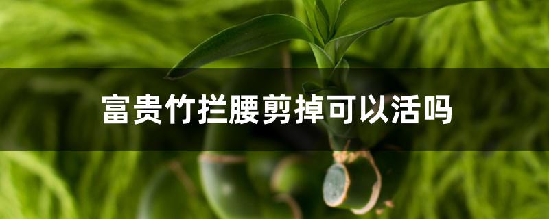 富贵竹拦腰剪掉可以活吗 富贵竹拦腰剪掉可以活吗
