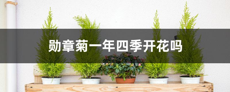 勋章菊一年四季开花吗 勋章菊一年四季开花吗