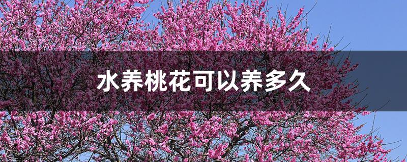 水养桃花可以养多久 水养桃花可以养多久