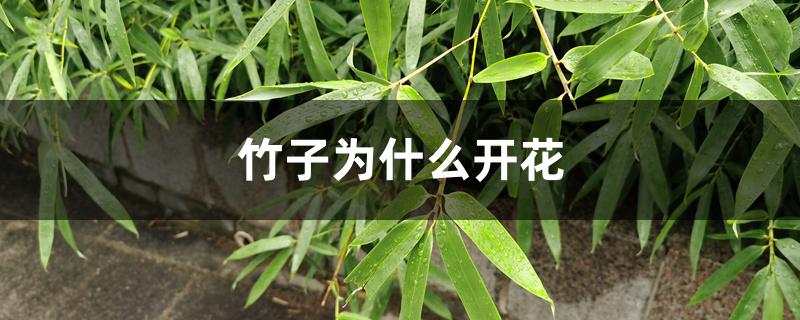 竹子为什么开花 竹子为什么开花