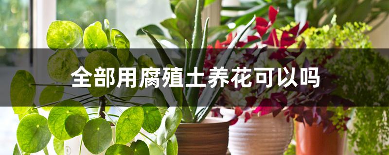 全部用腐殖土养花可以吗 全部用腐殖土养花可以吗