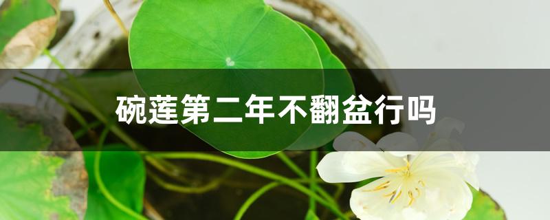 碗莲第二年不翻盆行吗 碗莲第二年不翻盆行吗