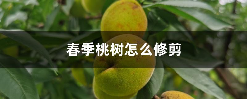 春季桃树怎么修剪 春季桃树怎么修剪
