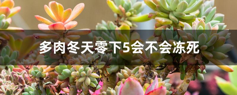 多肉冬天零下5会不会冻死 多肉冬天零下5会不会冻死