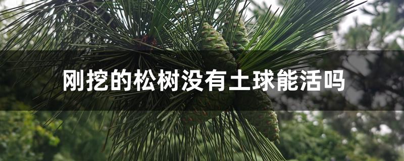 刚挖的松树没有土球能活吗 刚挖的松树没有土球能活吗